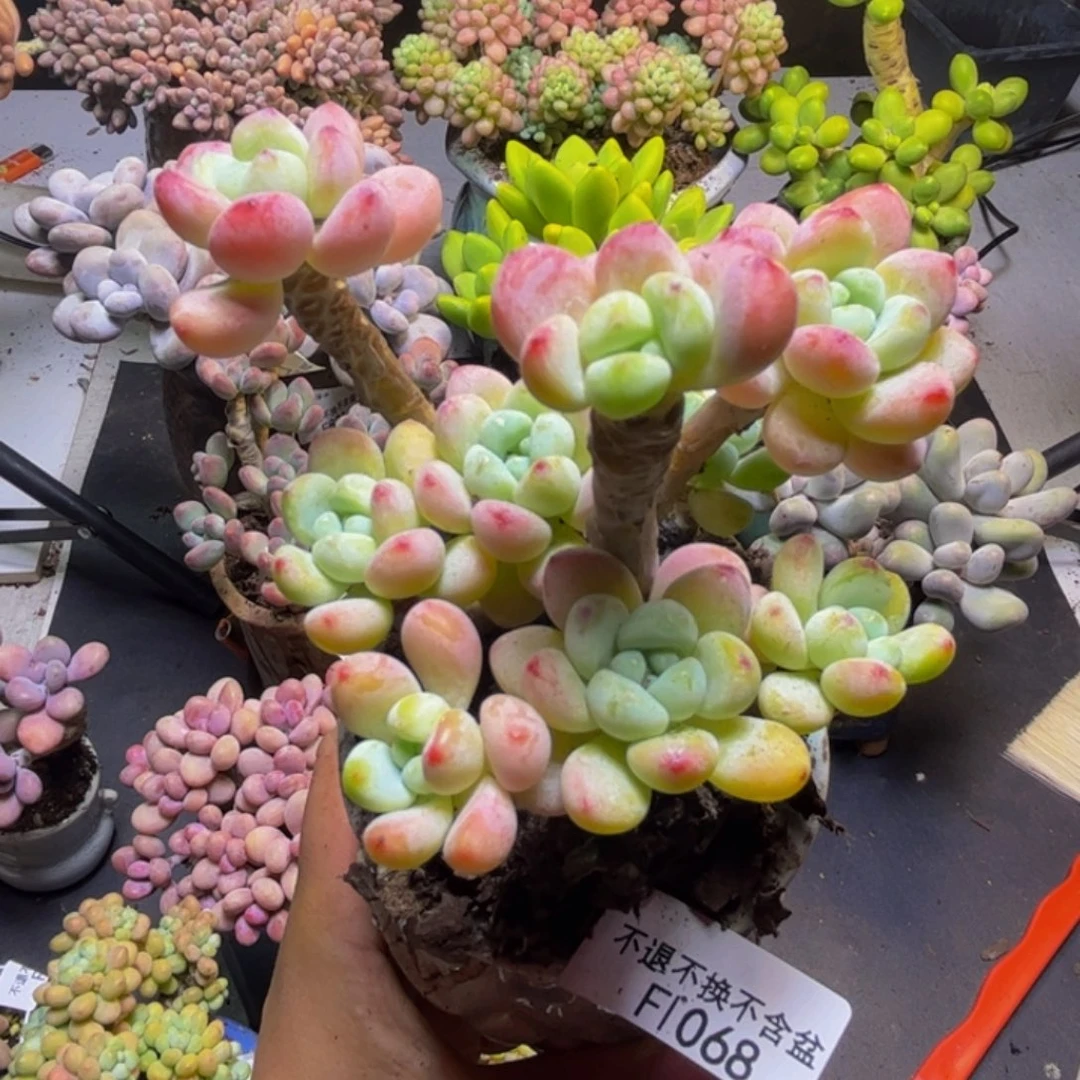 白罗琦068/9cm有砍