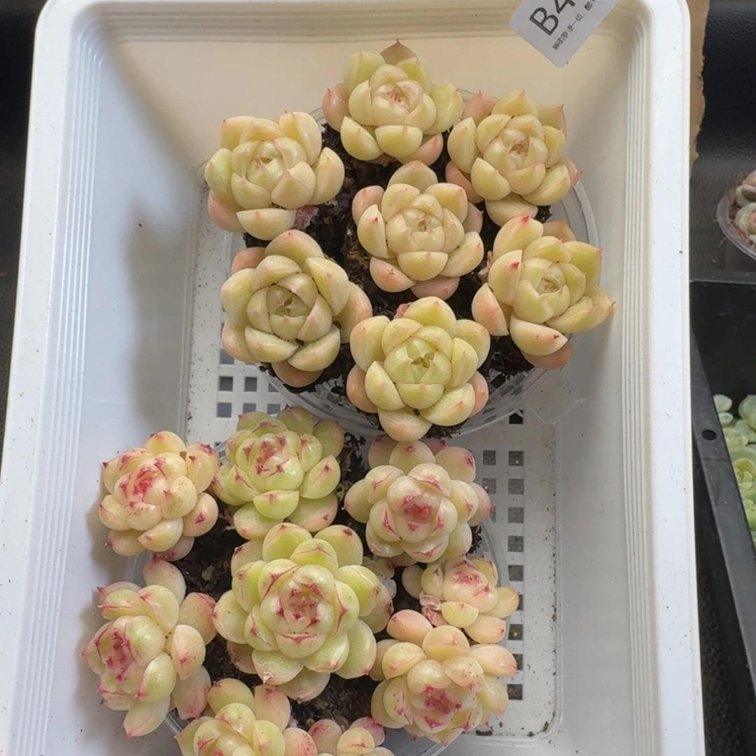 一物一拍一物一拍1102-497