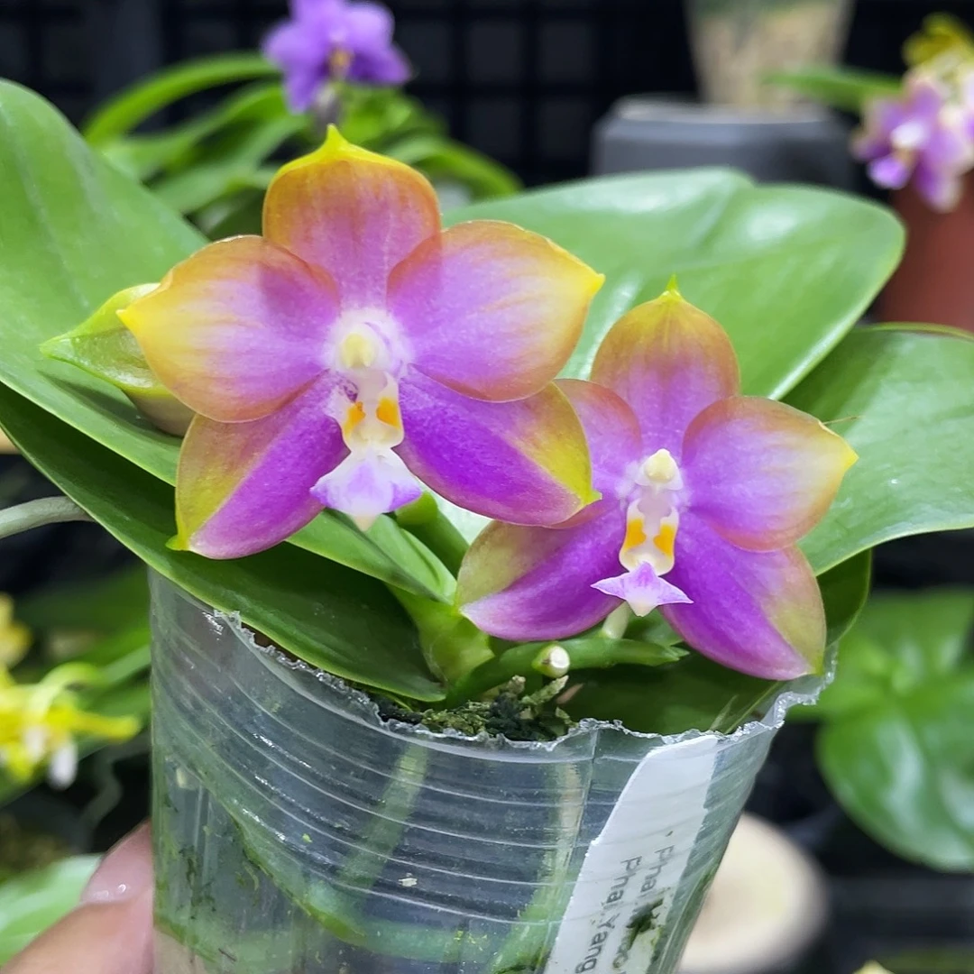 完全开放龙玛丽2.5寸漏