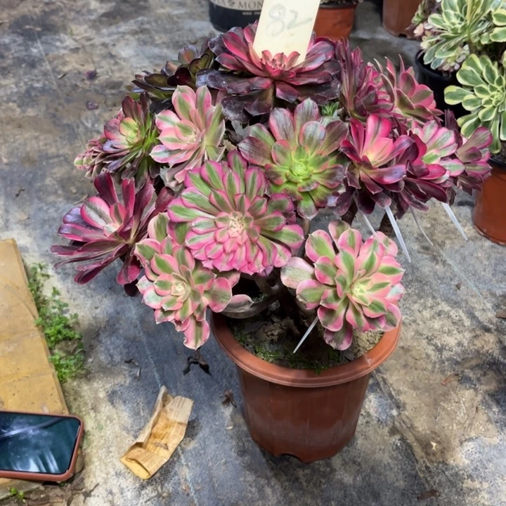 82嫁接多肉一物一拍