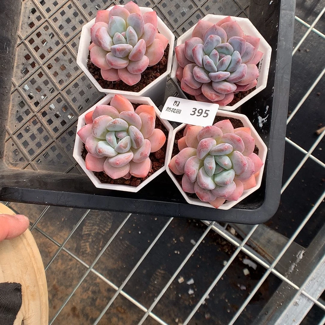 395香橙多肉植物666