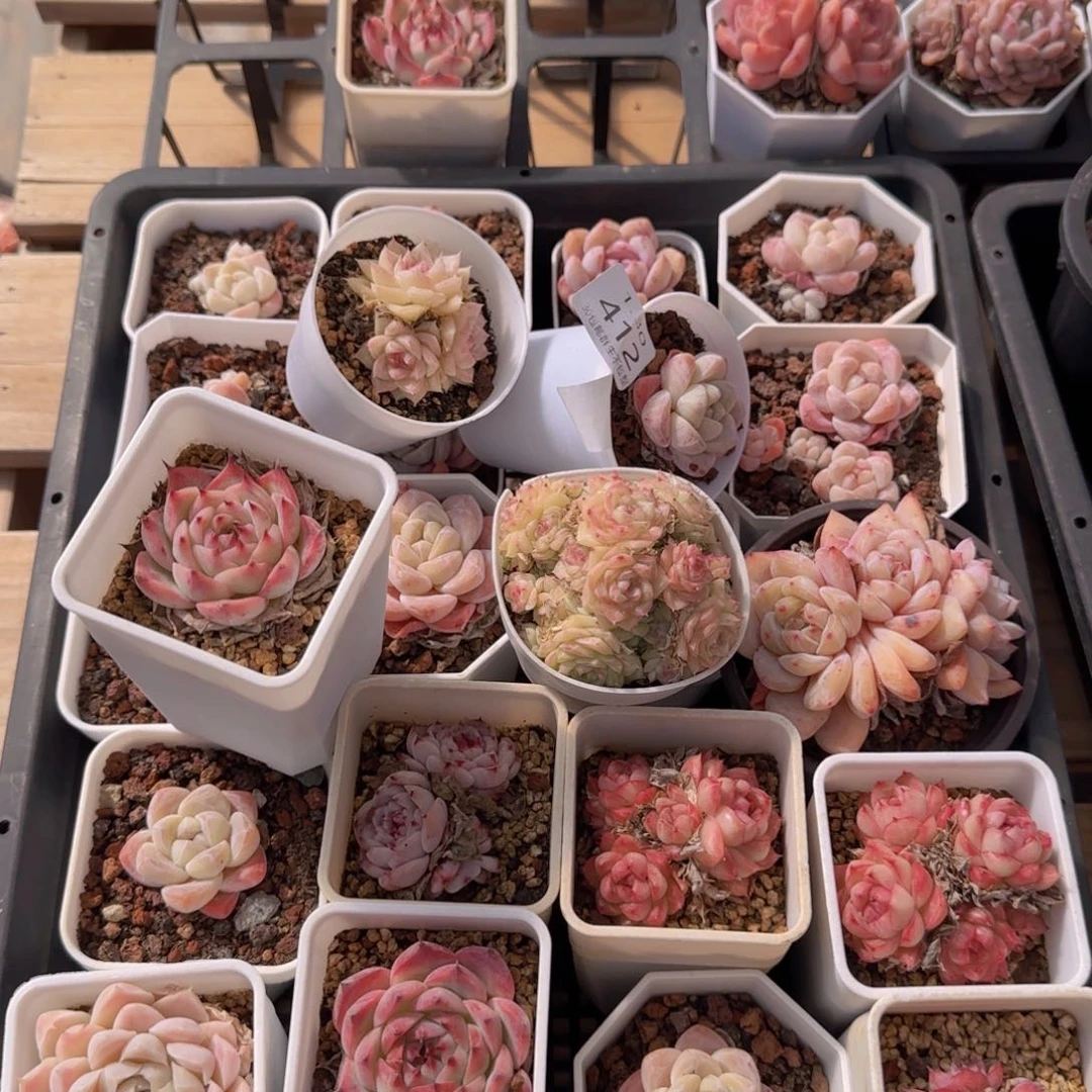 25颗一组脱土发货