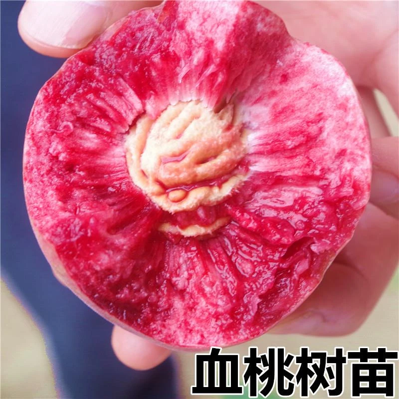桃树果苗嫁接鹰嘴桃苗特大冬桃桃子树黄桃蟠桃水蜜桃桃树苖桃树苗