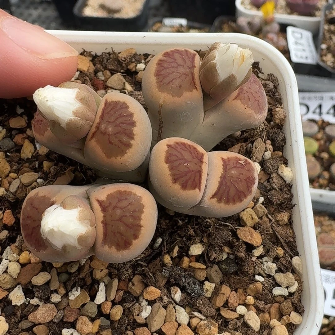 D583美菊四头老母本