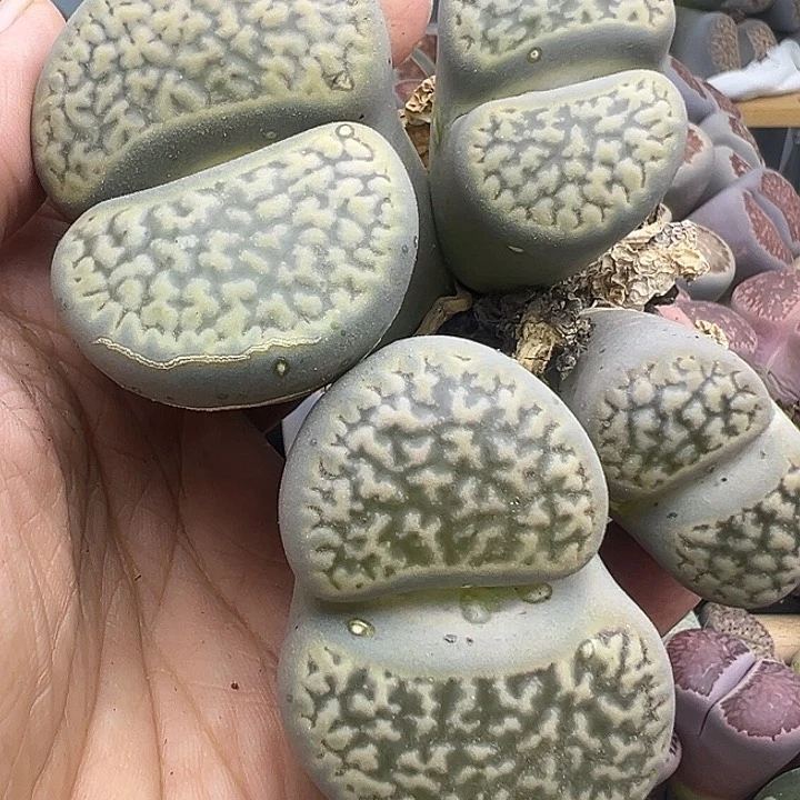 5014有伤福利炸巨无霸
