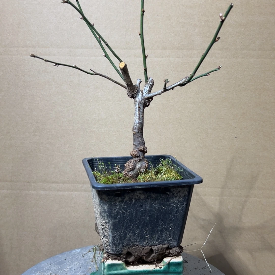 无花朵【23号原生龙游梅】原盆土发货