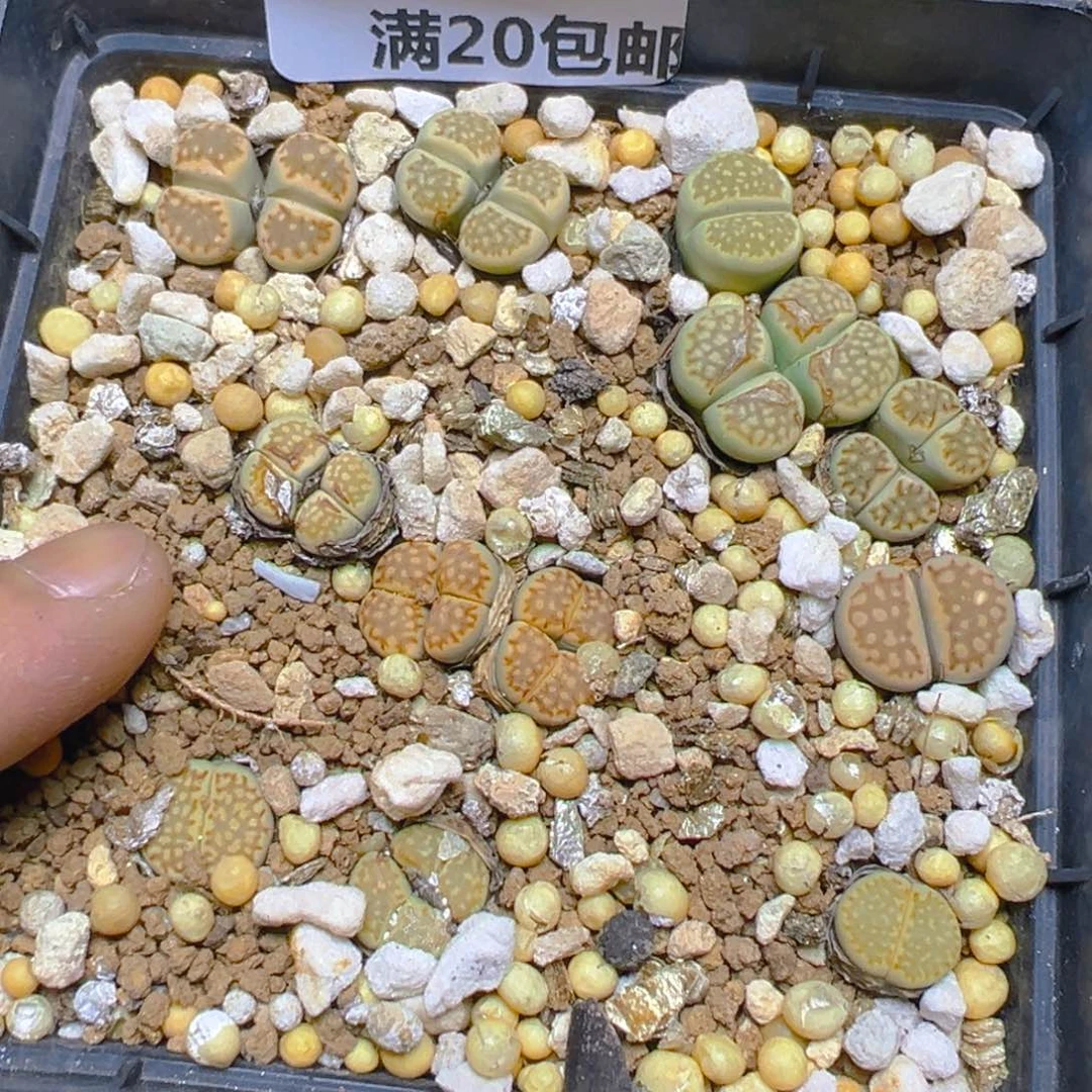 【闪购商品】 481。