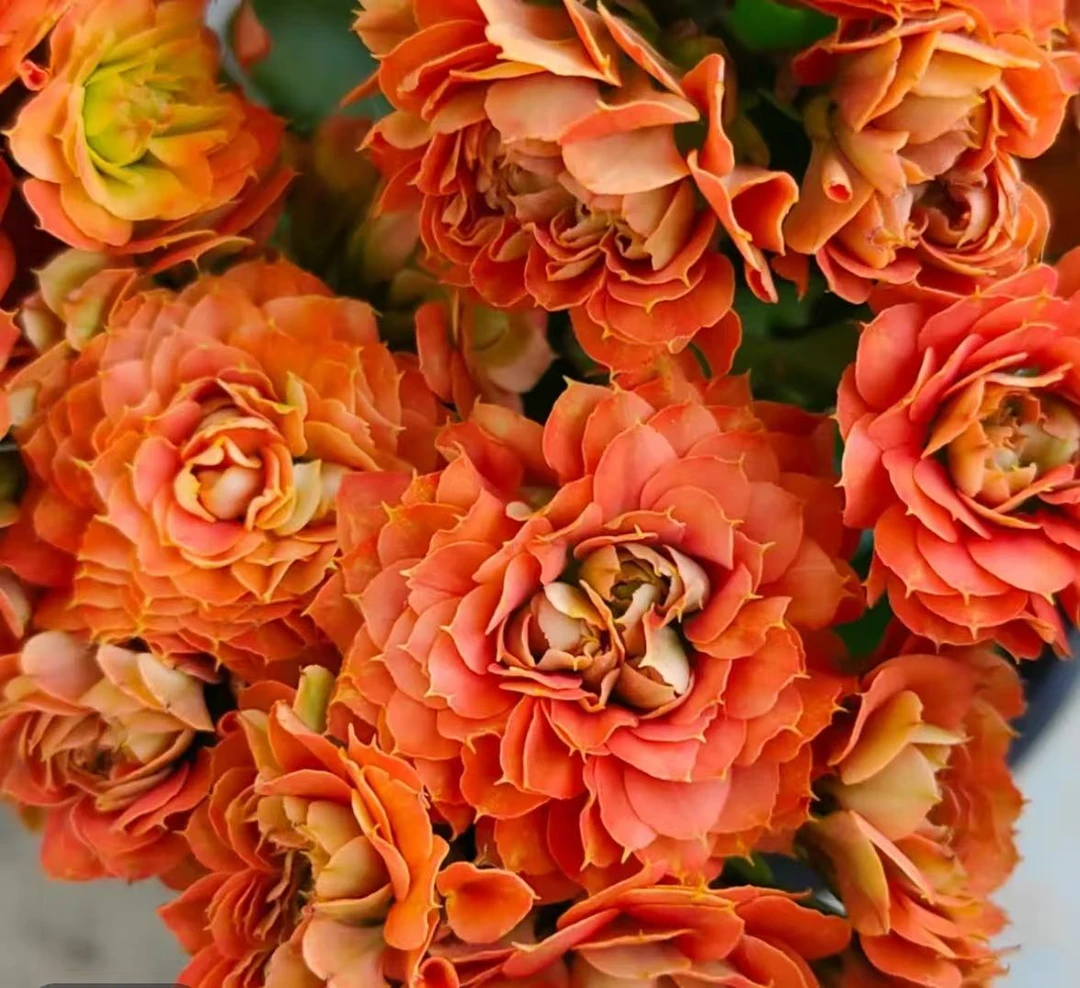 【狮子王】~精品盆栽重瓣带花苞阳台室内养殖懒人花卉