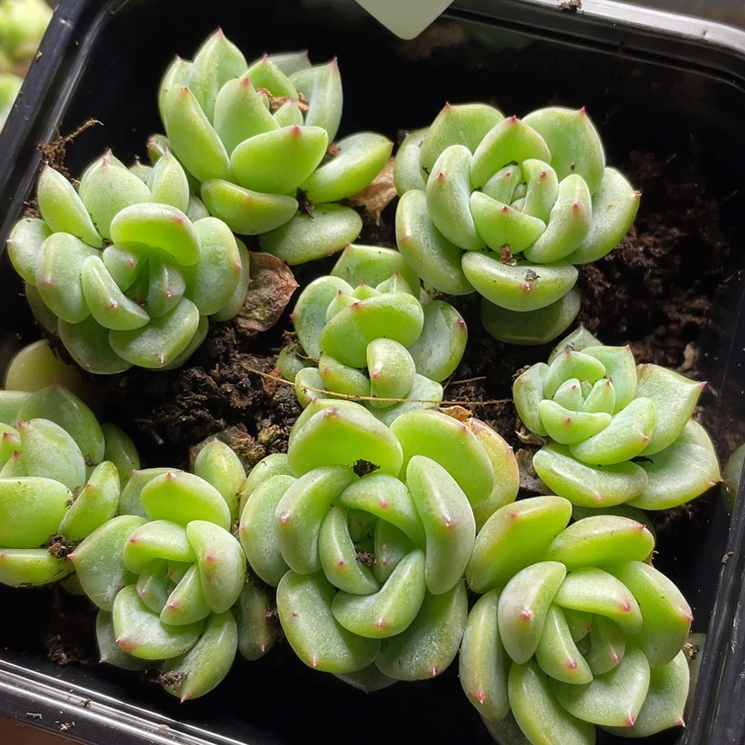 败*珍妮一物一拍461