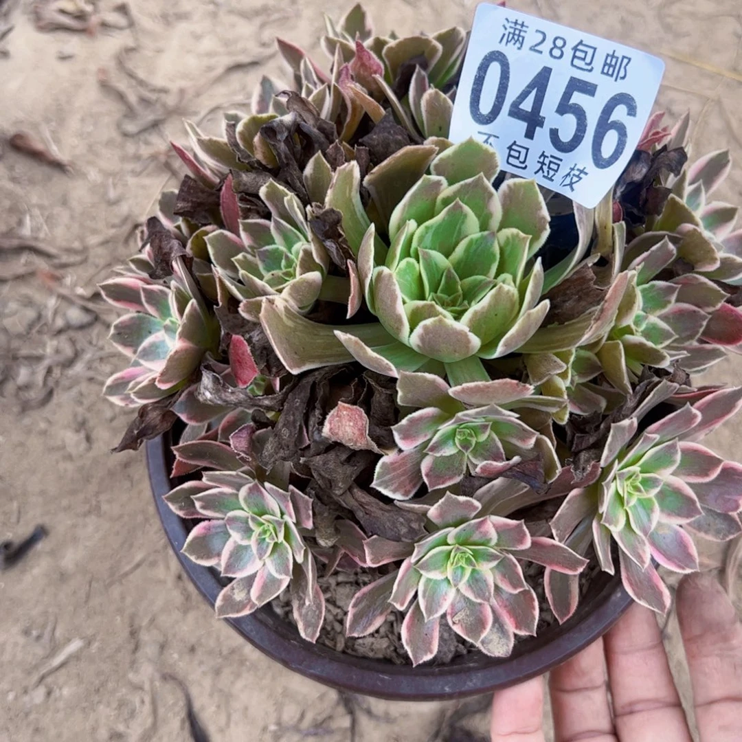 浣纱多肉植物0456