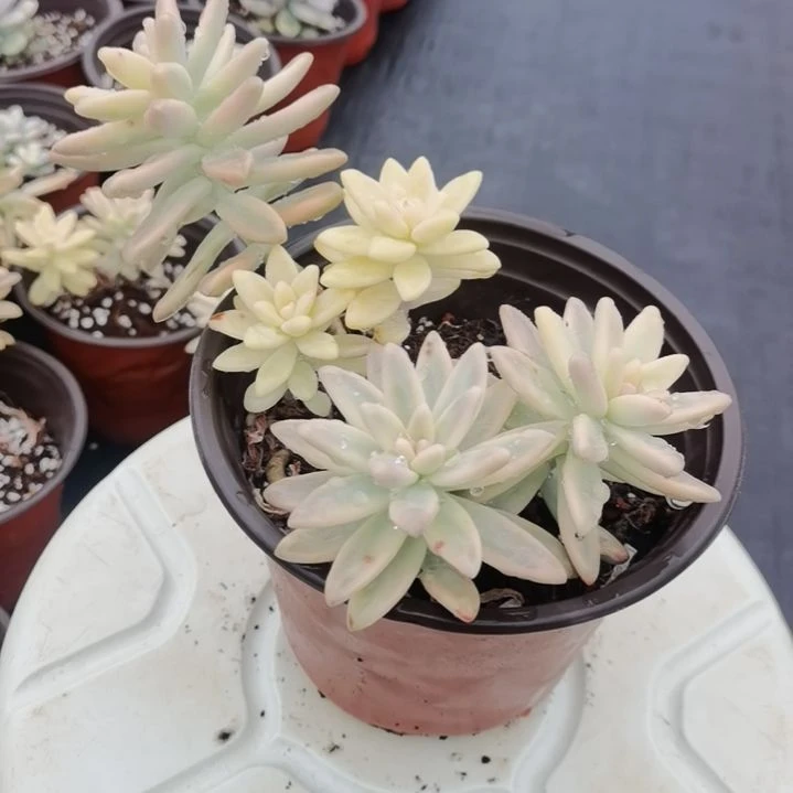 秋丽白覆轮锦群景天科
