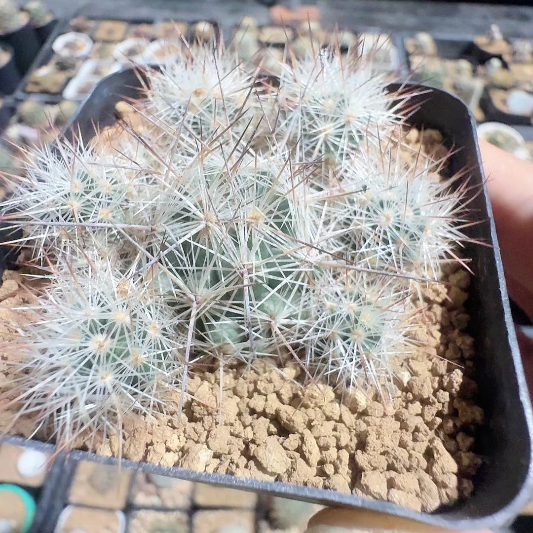 实生松球属群生脱土发货