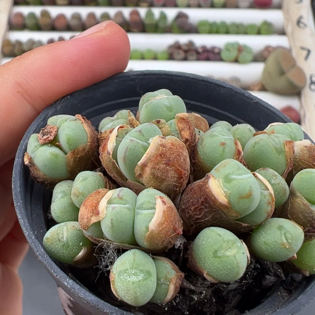 叫***呀6.28好看的多肉脱土发货