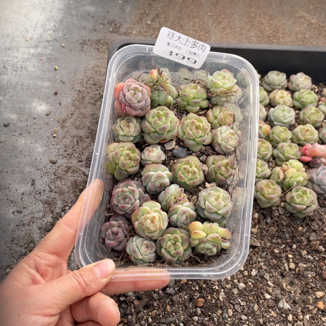 糕大上多肉植物399