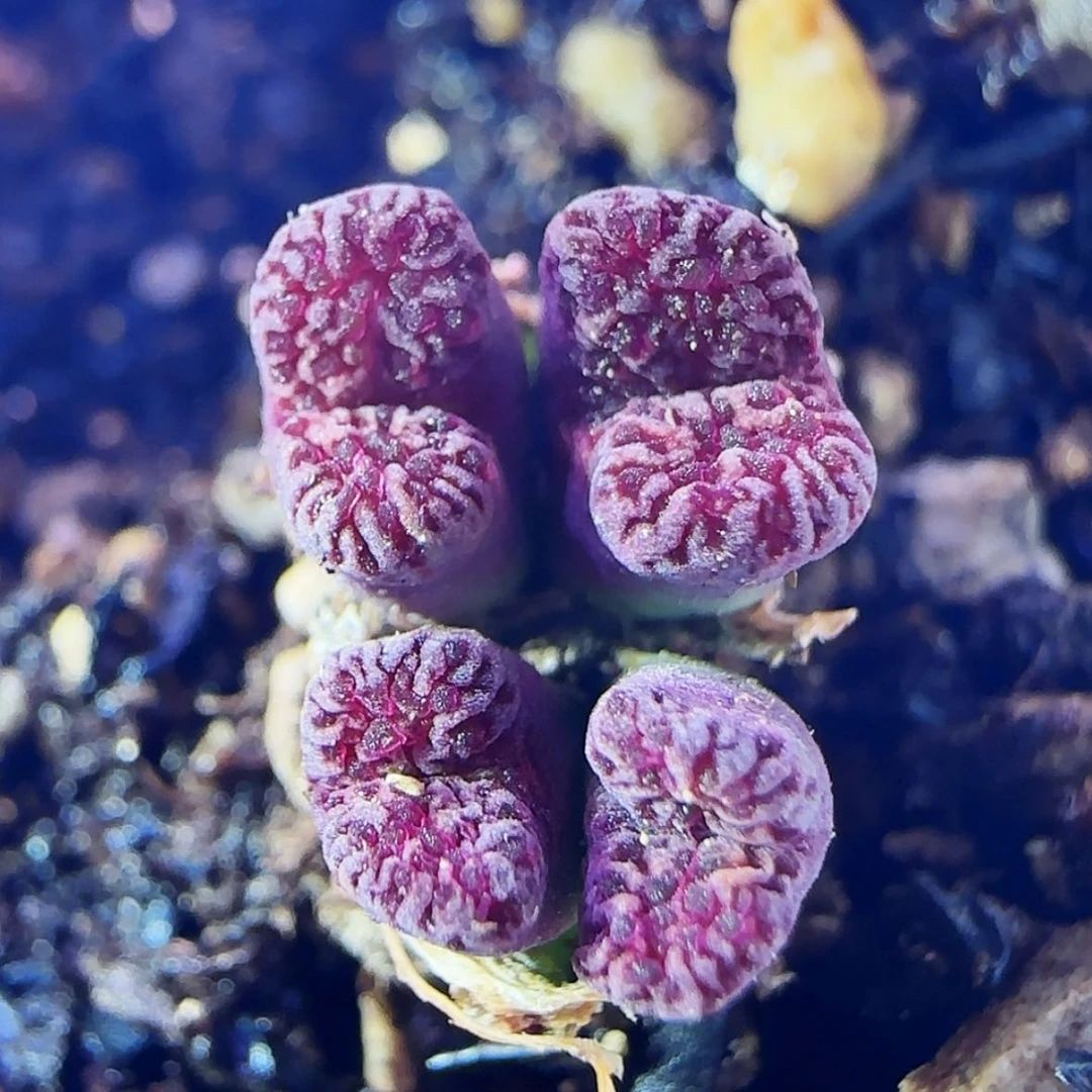 【闪购商品】马克12345678