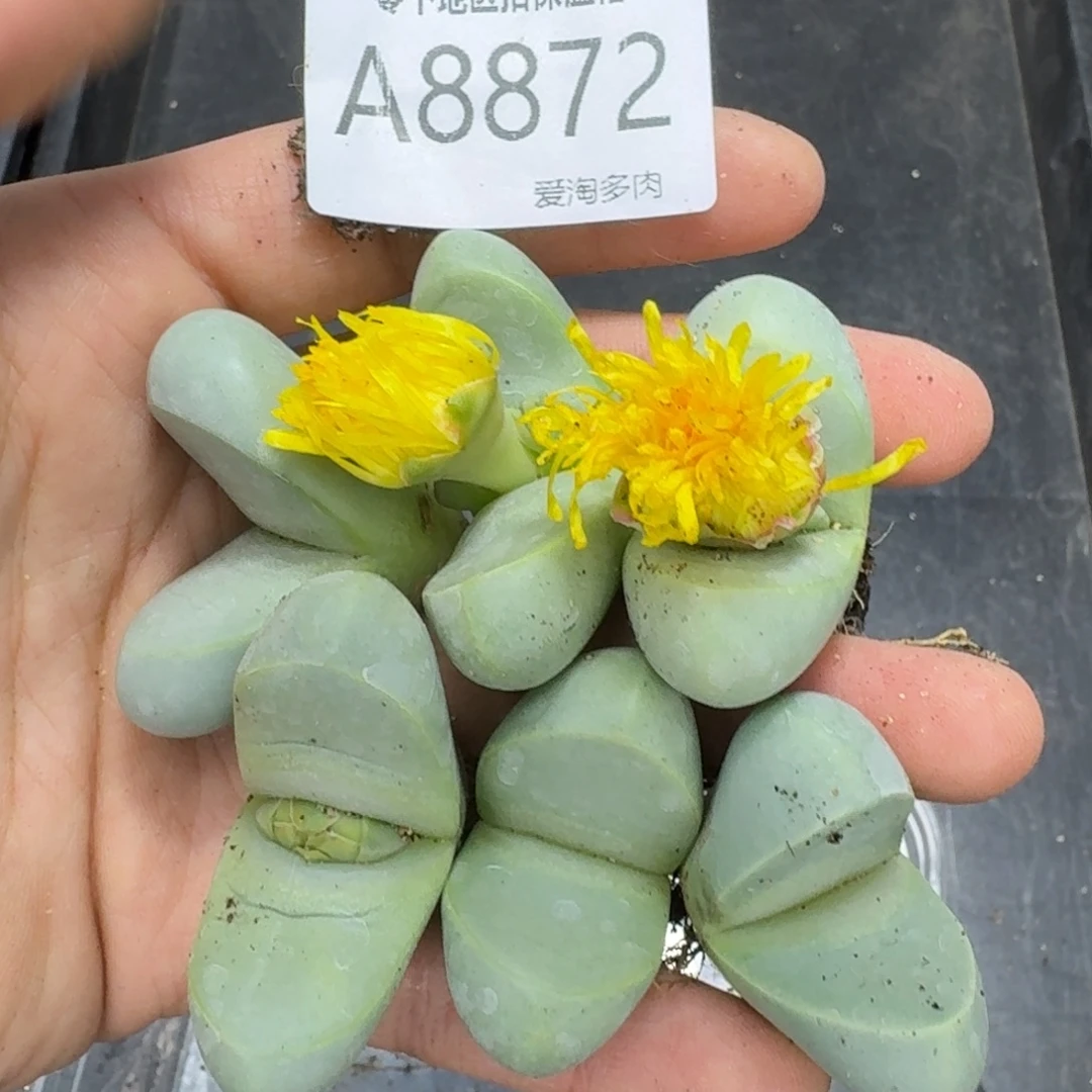 8872––零下地区需拍保温箱