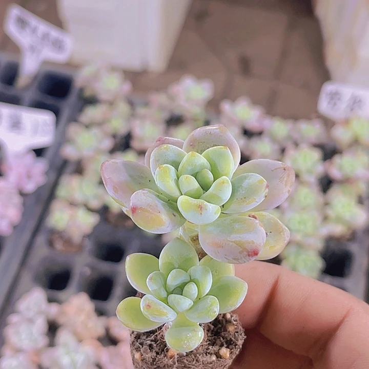 劳尔【满10颗包邮】