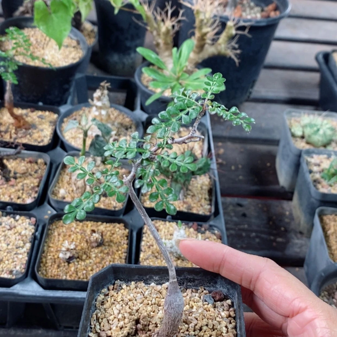 【闪购商品】列加漆树