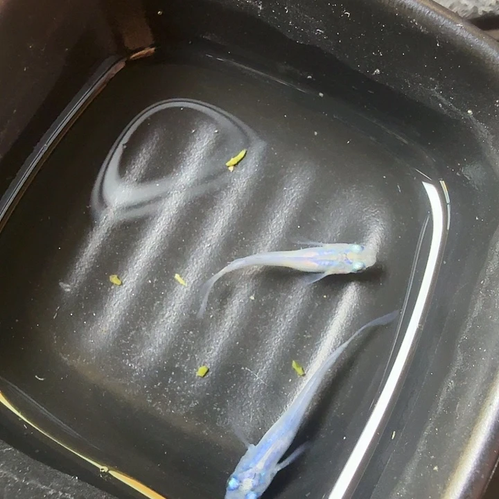 青鳉鱼125号拍品水滴