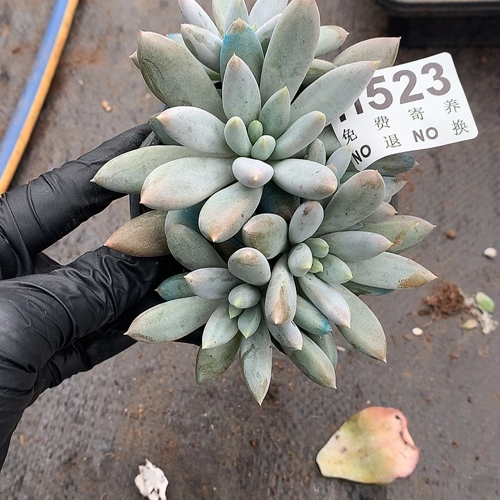 彩体哥特 自然群非偏远38包邮 节后发
