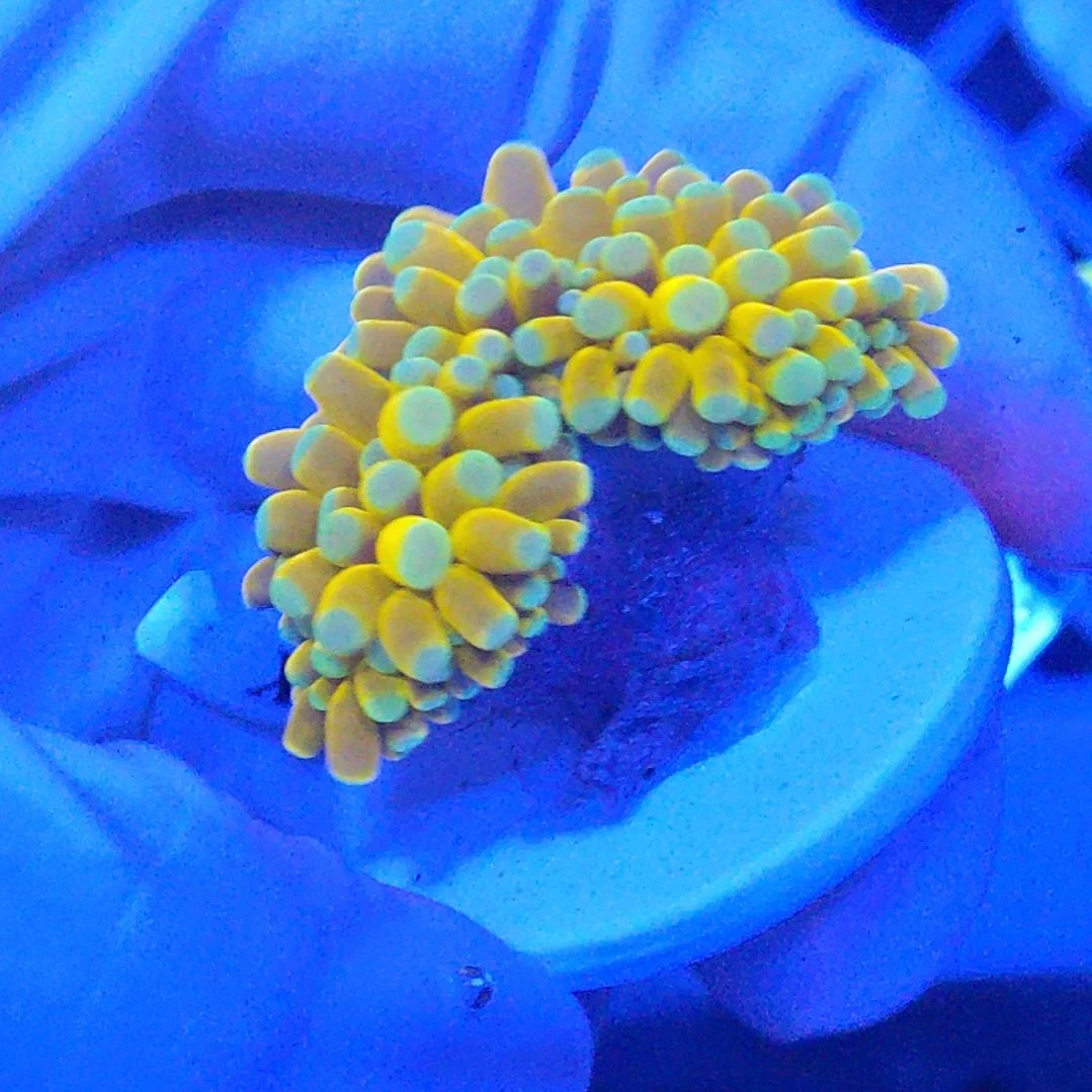 智海珊瑚不支持退货不包邮接受下单