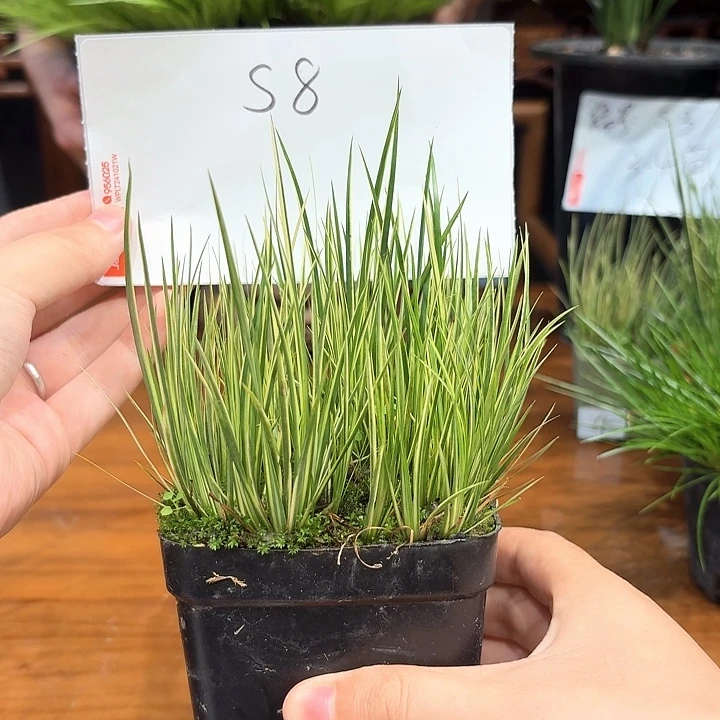 完全开放花卉种植