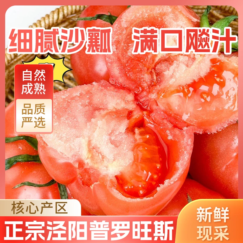 正宗泾阳普罗旺斯西红柿沙瓤西红柿番茄新鲜采摘自然成熟多汁