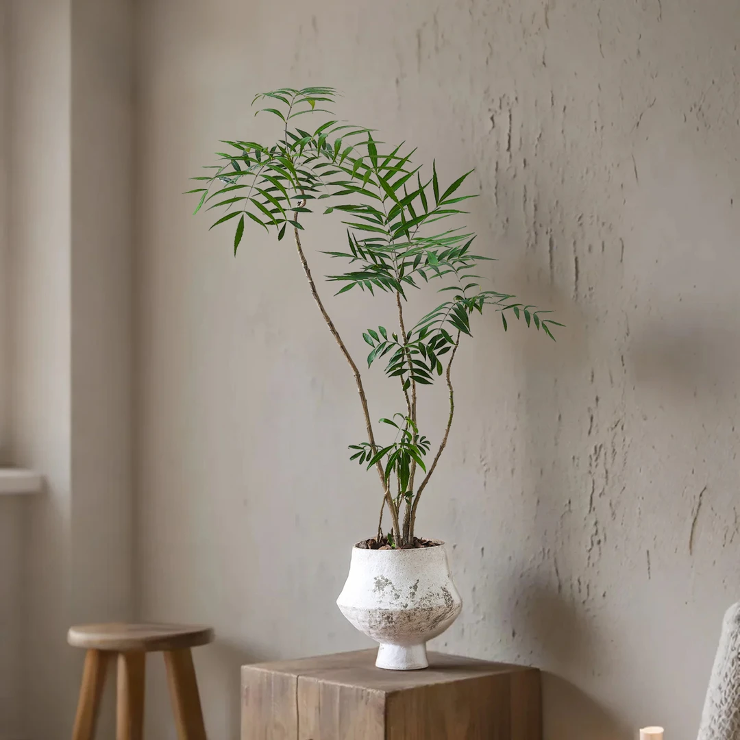 十大功劳绿植盆栽四季常青客厅办公室内桌面好养花卉绿植净化空气