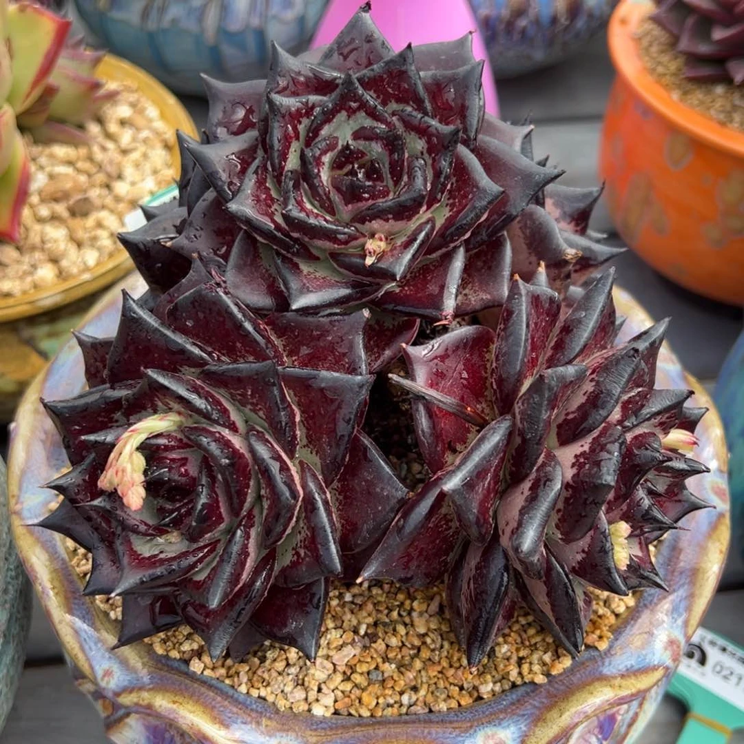 从前前慢多肉精选编号0217.131