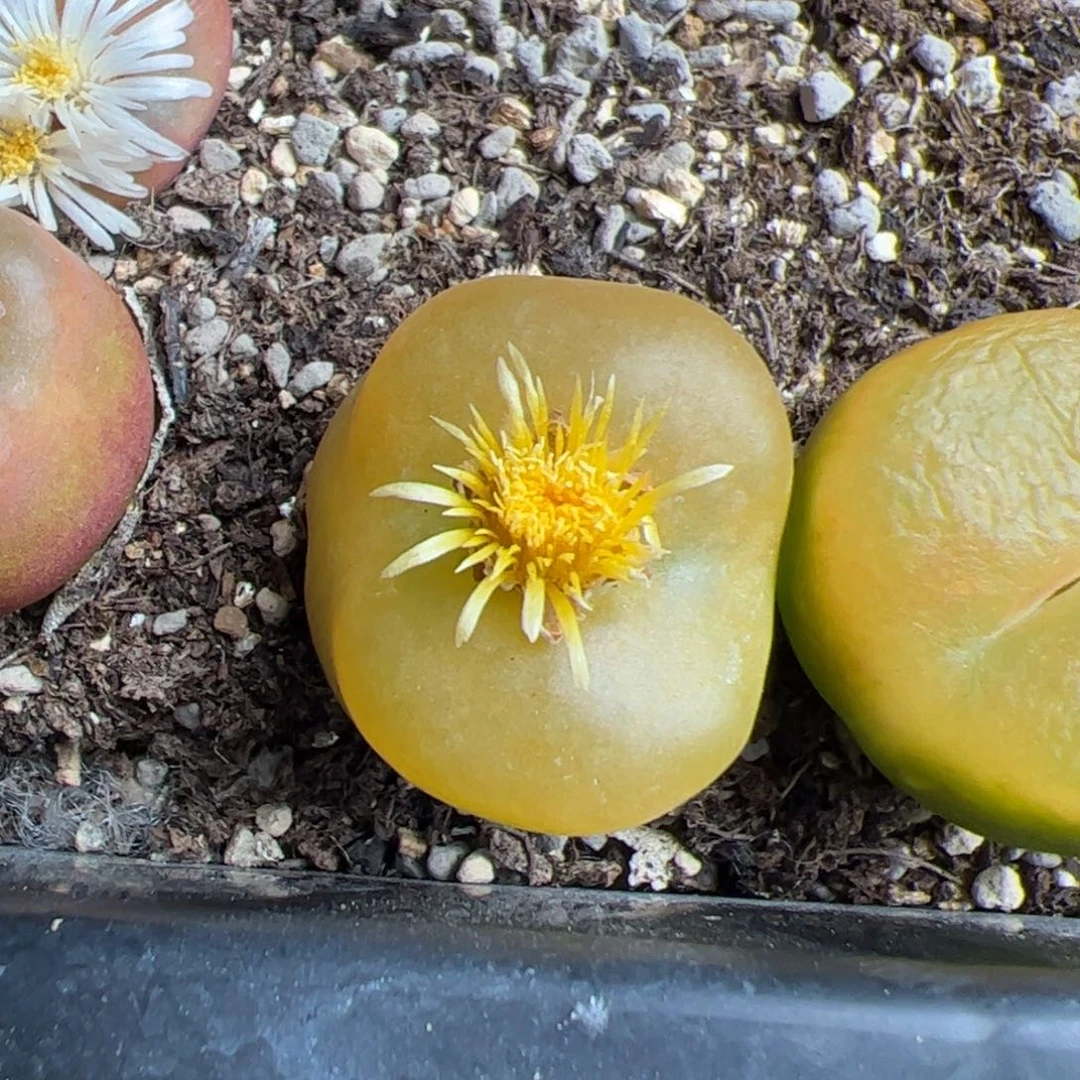 1***e0174号蟠桃 多肉植物