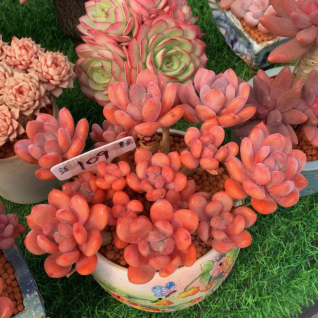 R***y灰姑娘多肉植物6262636