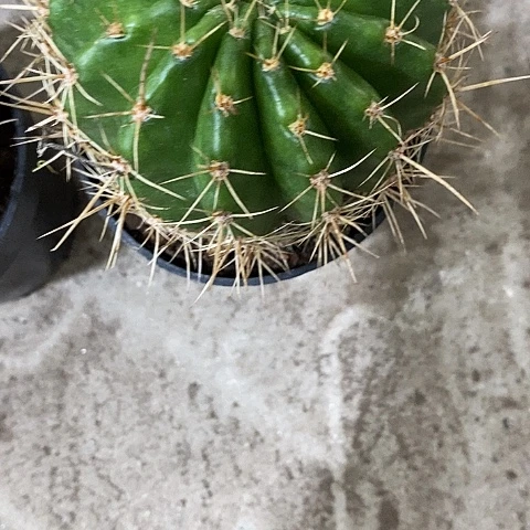红娇媚仙人球，2579900