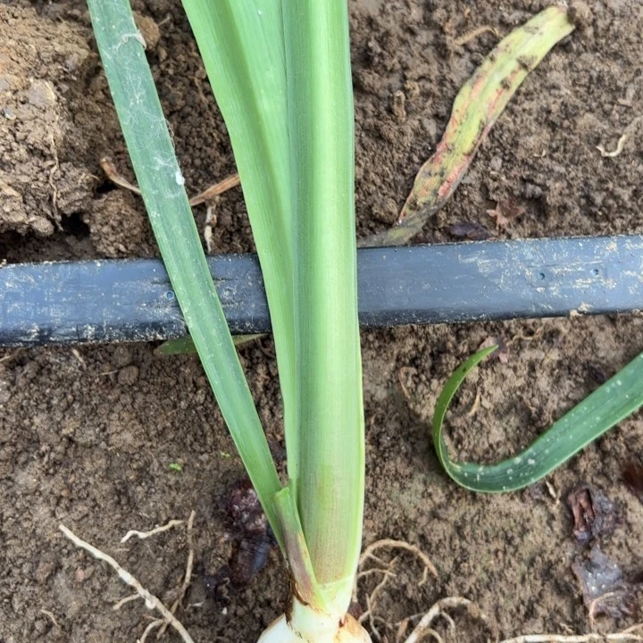 无花朵孤宝仙子包对版