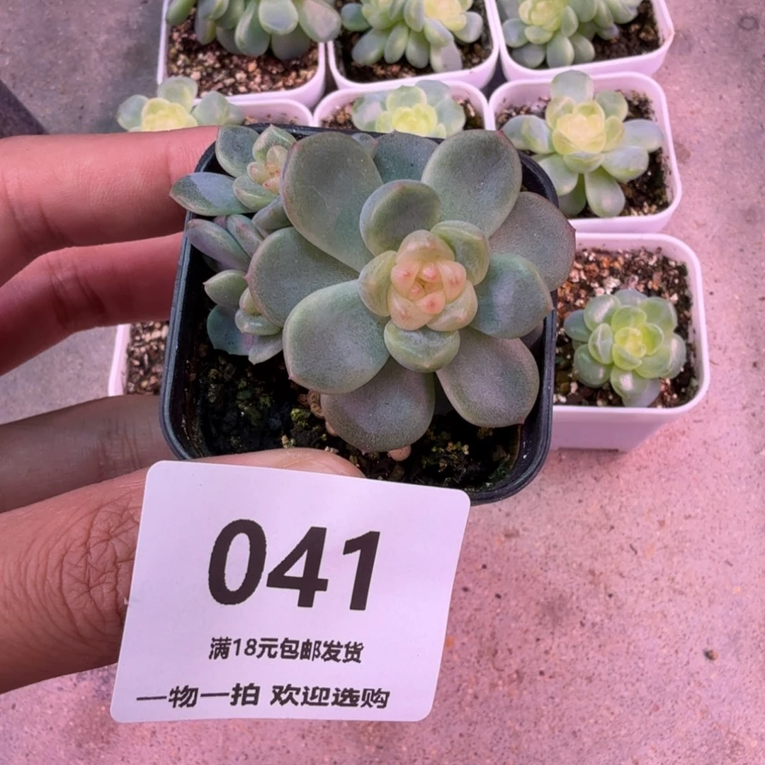 三头甜心一物一拍041