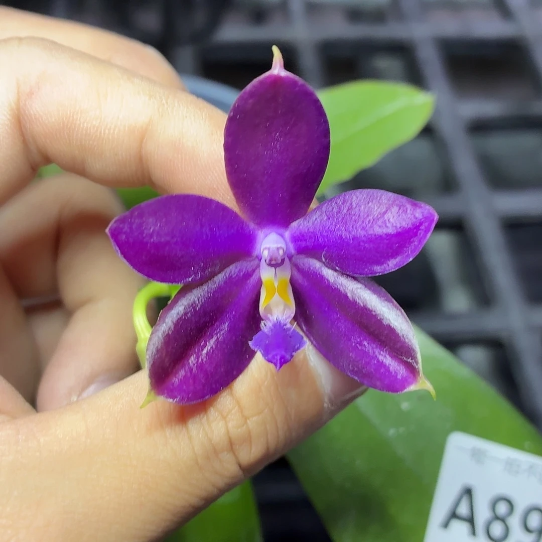 当前无花朵，栽培后可花朵A892yss1199