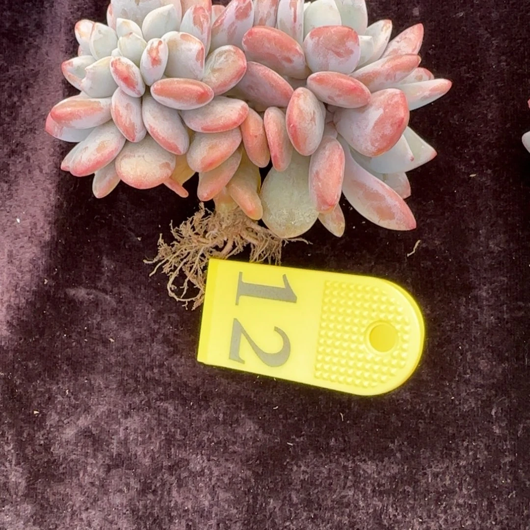 玉***姐粉兔缀化一物一拍12