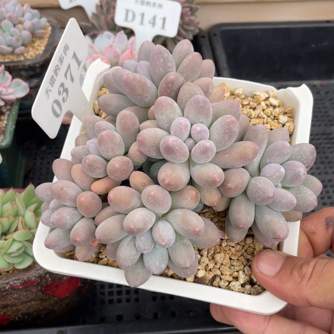 0371汤圆不带盆14厘米