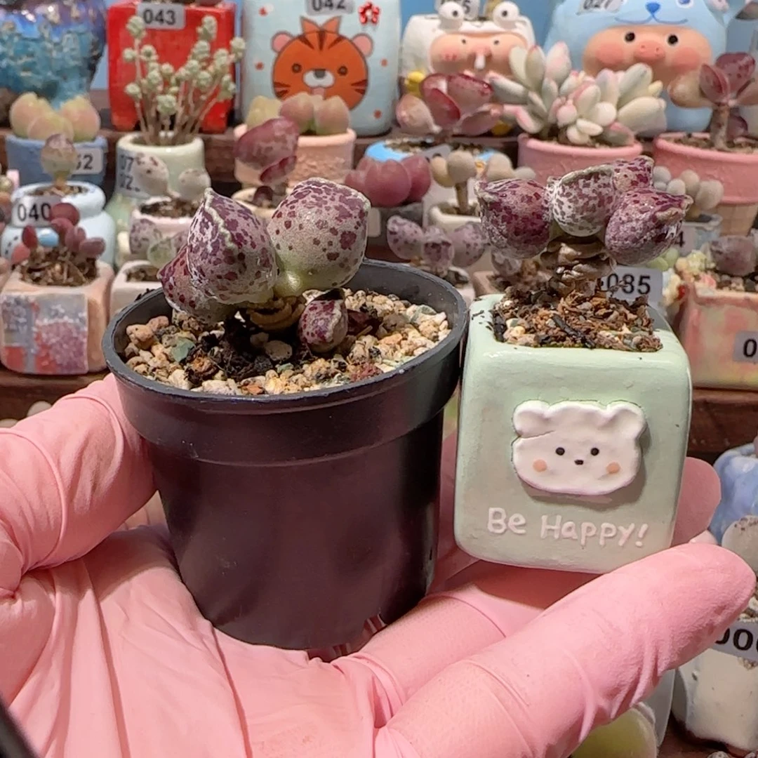 茶***色T粉丸种小白熊盆口2cm