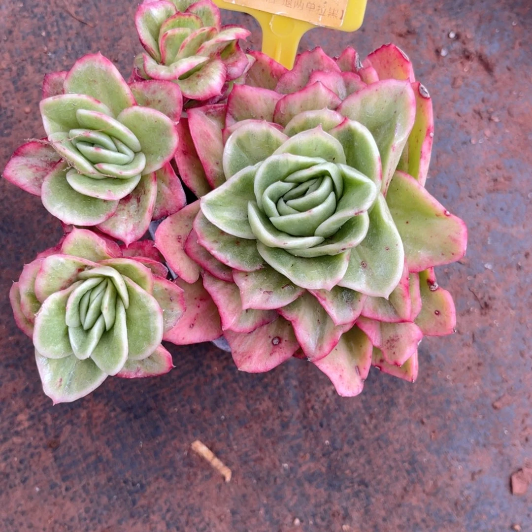 云尘多肉一物一拍302不含盆