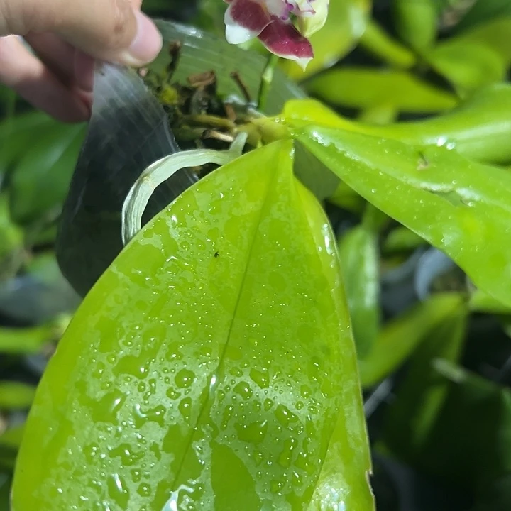 当前无花栽培后可以开花熊猫盾2.5瑕疵处不售后