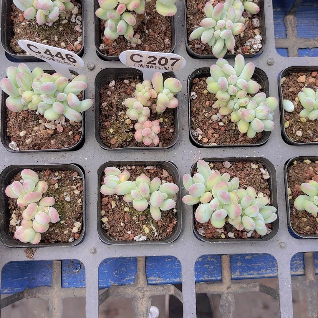 安**梦C207苹果奶一物一拍