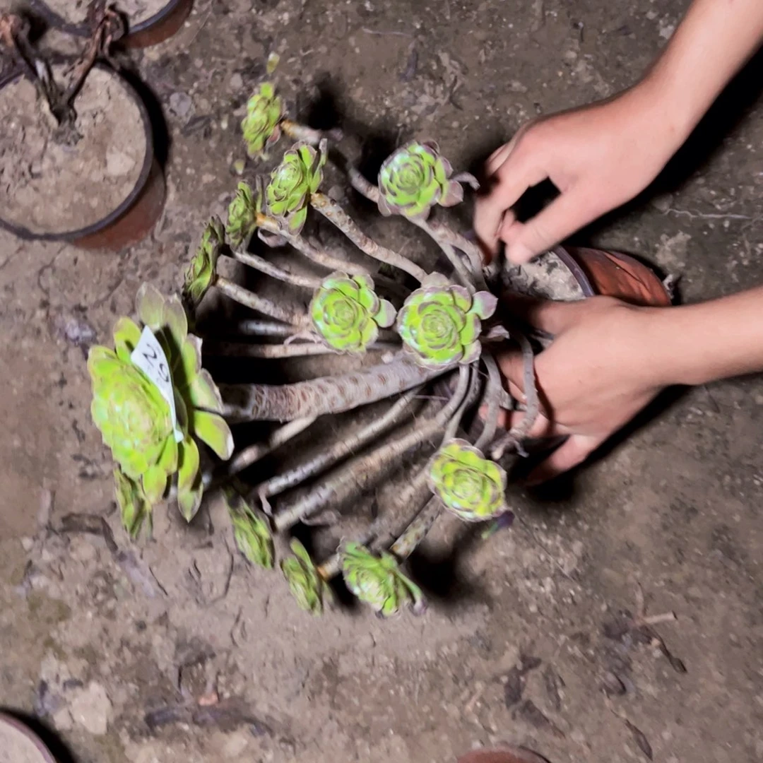 爱马仕中斑多肉植物2923