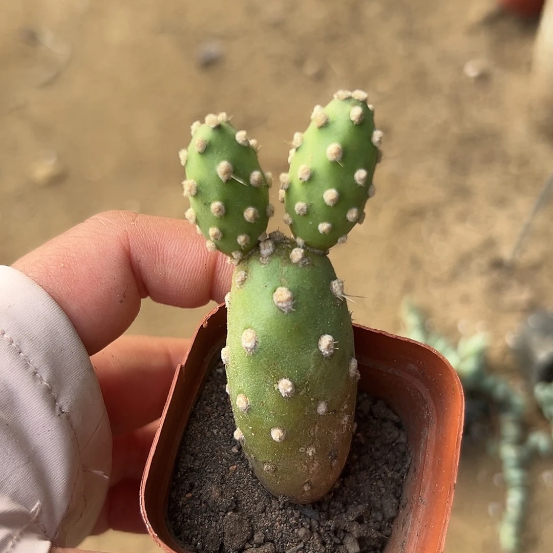 多肉植物团扇系列