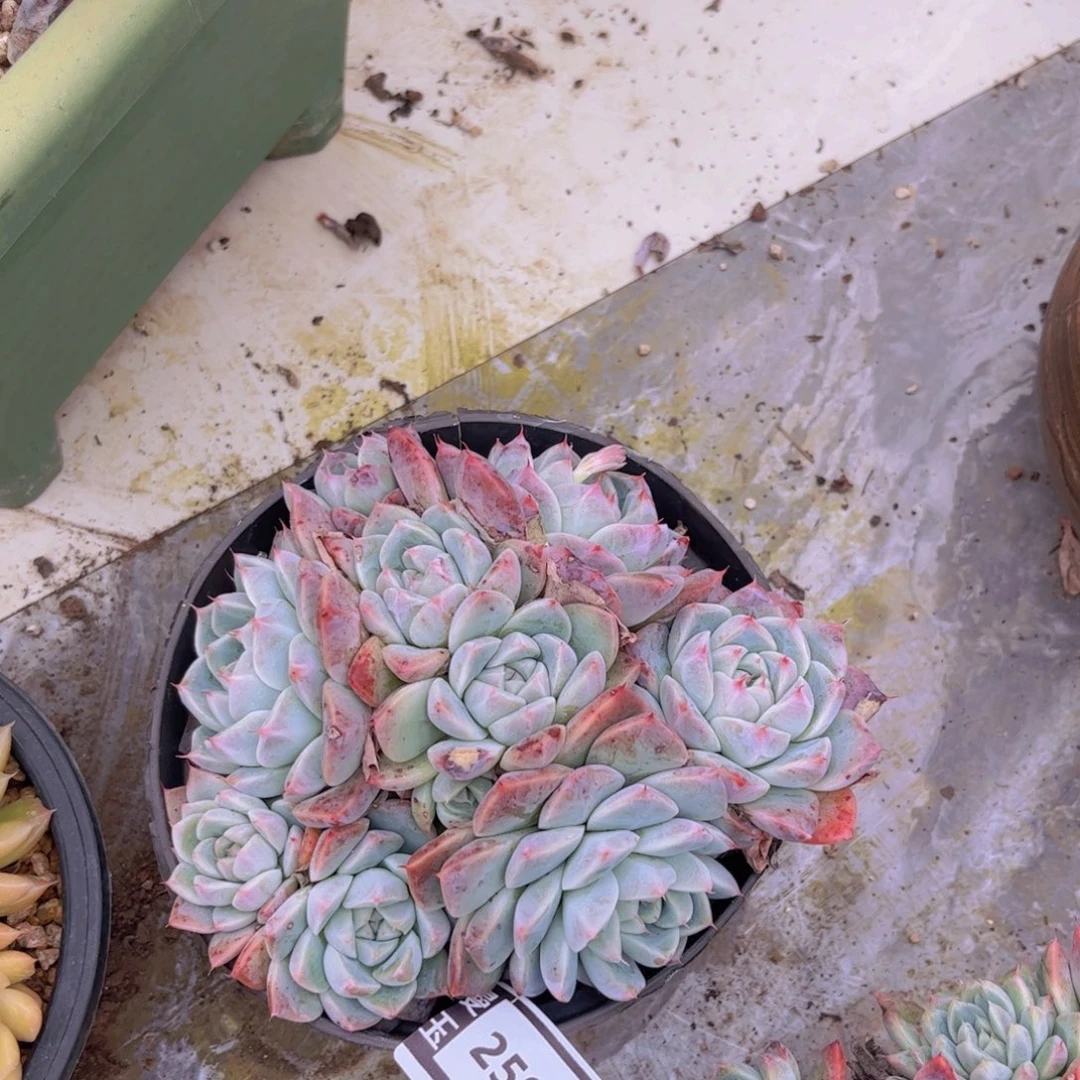 阿尔巴佳人多肉2597