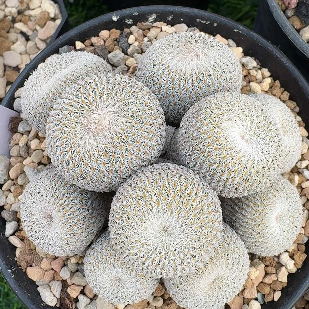 月世界群……直播间