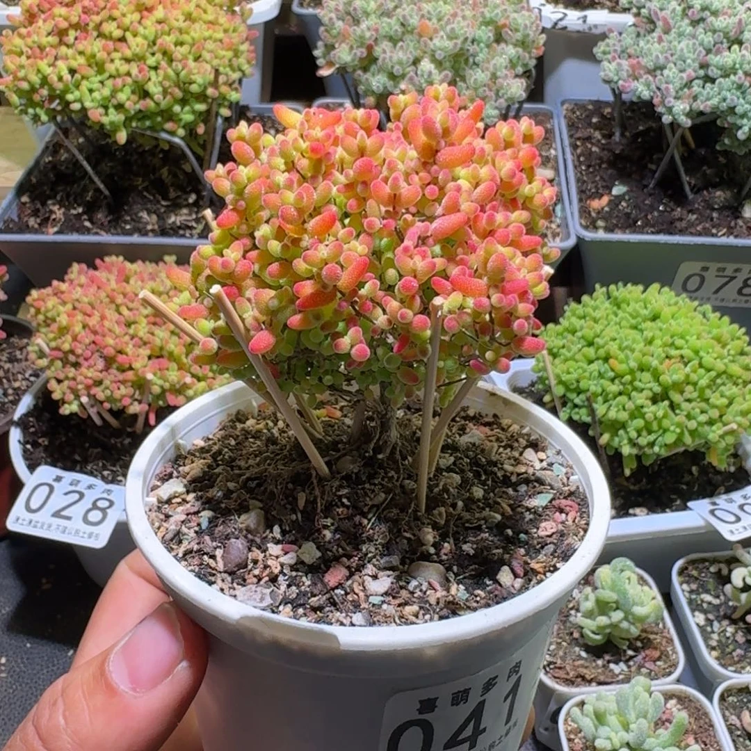 枝干番杏金桔糖球041