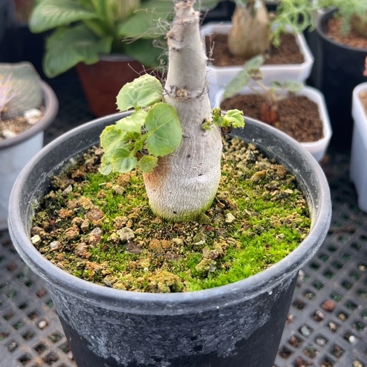 麻枫树，一物一拍，