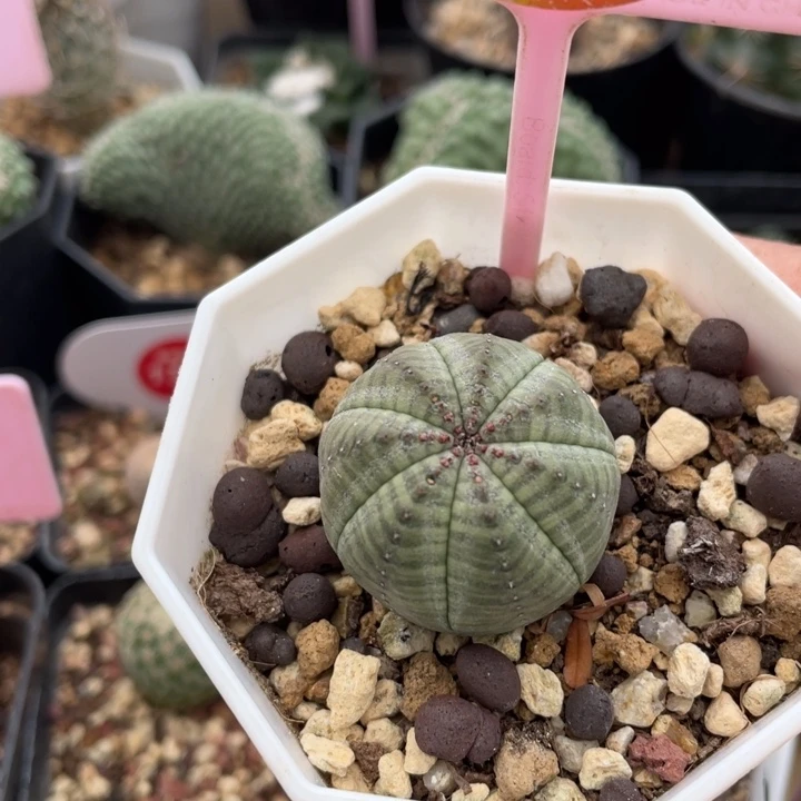 实生布纹球02670000