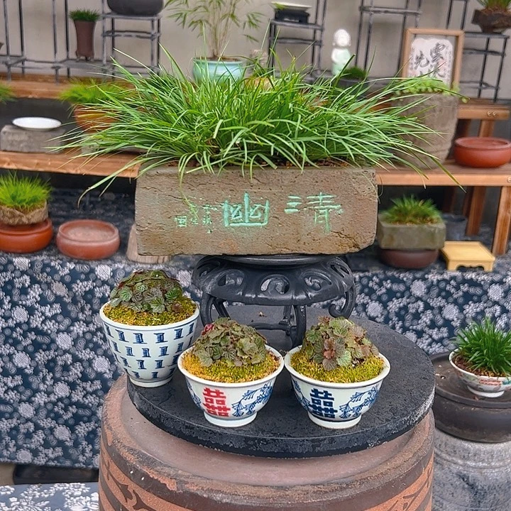 无花朵老砖盆虎须菖蒲盆景