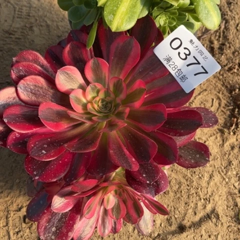 美杜莎多肉多肉0377